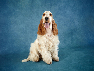 Portrait of a purebred English Cocker Spaniel puppy. The dog is sitting and looking into the camera. He is a orange roan. He is 7 months old. There is a beautiful background.