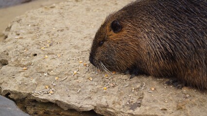 Nutria Resting on a Rock