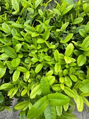 fresh green leaves