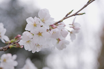 Cherry or sakura blossoms and blue sky, view from below