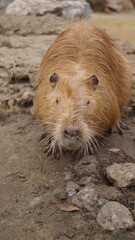Close Up Portrait of a Nutria