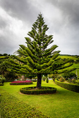 Pflanzen aus São Miguel