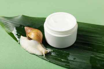 Tropical leaf, giant Achatina snail and jar of cosmetic product on green background, closeup