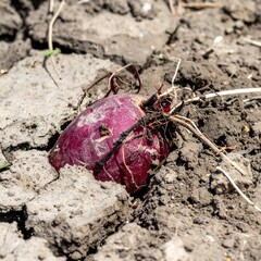 Wild beet roots with deep red skin partially visible in cracked dry earth of a coastal meadow
