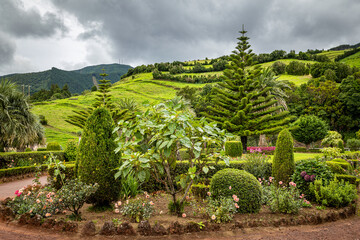 Pflanzen aus S&atilde;o Miguel