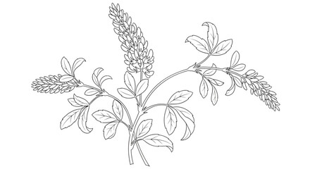 Botanical illustration of a sweet clover plant featuring delicate leaves and floral arrangement