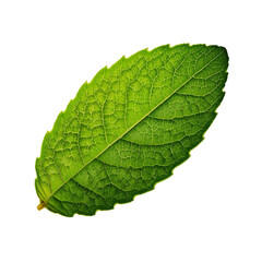 Obraz premium Fresh Mint Leaf Isolated on White Background, Close-Up Detail