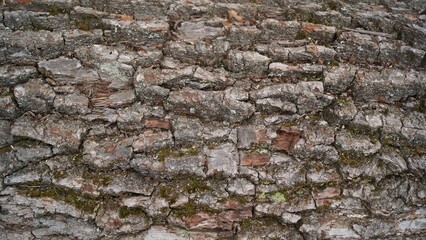 Coarse Tree Bark or Cork Texture