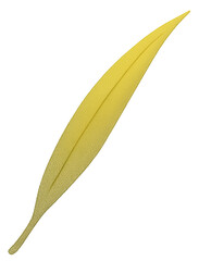 Autumn Yellow Leaf Illustration