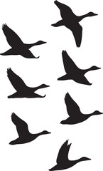 Mallard duck or wild duck vector art