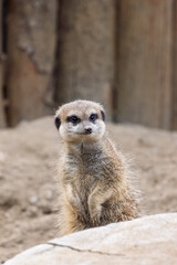 Fototapeta premium Cute little meerkat (Suricata suricatta) in Zoo of Oradea in Romania