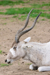 Portrait of Mendes antelope (Addax nasomaculatus) in Zoo of Oradea in Romania. This animal originartes from Sahara desert and is critically endangered.