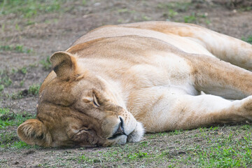 Fototapeta premium Female lion in Zoo of Oradea in Romania