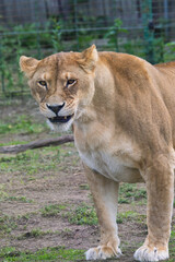 Female lion in Zoo of Oradea in Romania