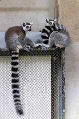 Obraz premium Ring-tailed lemur (Lemur catta) in Zoo of Oradea in Romania. Living in Southern Madagascar.