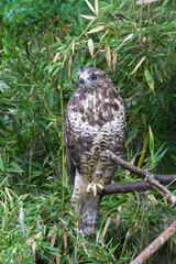 Portrait of common buzzard (Buteo buteo) perched on branch in Zoo of Oradea in Romania