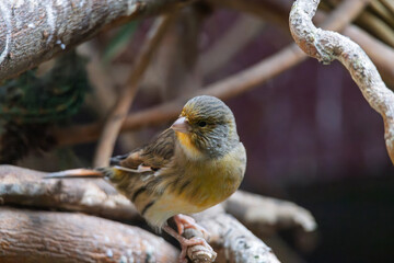 European canary (Serinus serinus) in Zoo of Oradea in Romania