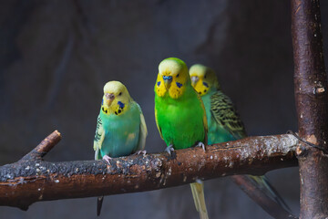 Fototapeta premium Green blue canary bird or budgerigar (Melopsittacus undulatus) in Zoo of Oradea in Romania