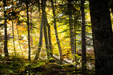chica,otoño,octubre,