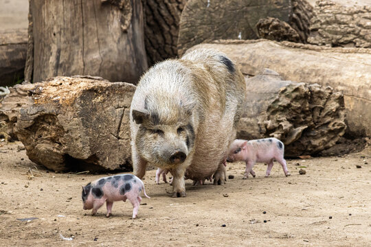 Pot-bellied pig family n Zoo of Oradea in Romania