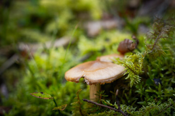 SETAS DEL PIRINEO