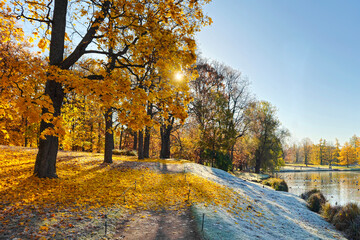 Morning autumn walk in a golden leaf-covered park