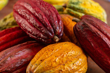 Peruvian cacao cultivated by native communities of Alto Mayo in the high jungle, cacao from the Amazonian cloud forests