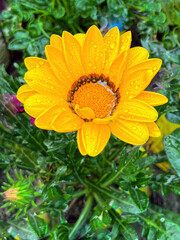 Single yellow gazania flower bloom in garden