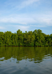 Obraz premium Mangrove forest on Rupat Island, Riau
