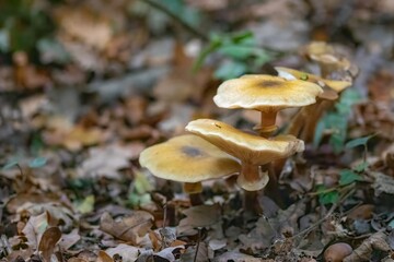 close up of honey fungus armillaria mellea