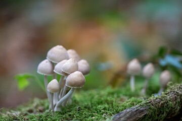 mycena inclinata the clustered bonnet mushroom