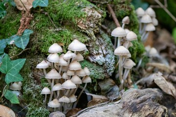 mycena inclinata the clustered bonnet mushroom