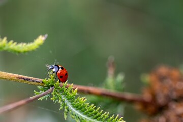close up of seven spotted ladybug ladybird walking along a branch with a blurred green background
