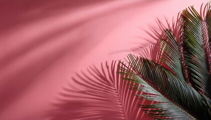 palms shadow leaves pink background