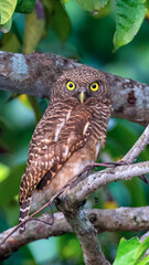 Brown owl on a blurred green background, perched on a branch.