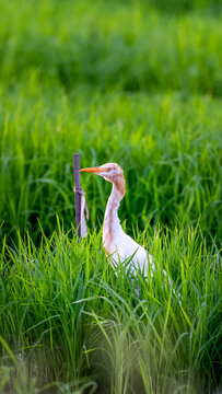 An egret stands in the middle of a rice field.
