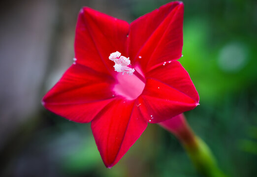 Beautiful Red Cypress Vine Flower or Ipomoea quamoclit Flower