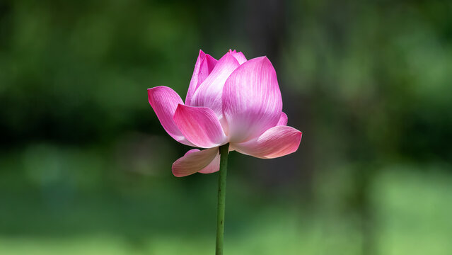 Pink Sacred Lotus Flower Blooming