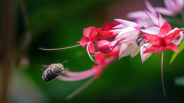 Golden bumblebee on Pink bleeding heart vine flower from the climbing bush