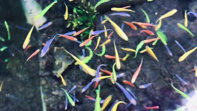 danio ornamental fish or colorful ornamental fish in the aquarium. Suitable for relieving stress, for young children who are new to ornamental fish.