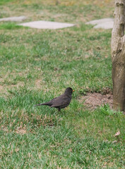 The common blackbird on green grass