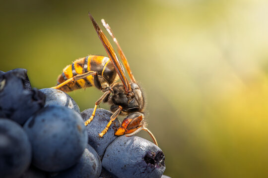 Extreme macro close-up of an invasive Asian Hornet (Vespa velutina) perched on dark, ripe grapes in Baden-W&uuml;rttemberg, Germany, highlighting the serious threat to biodiversity and beekeeping.