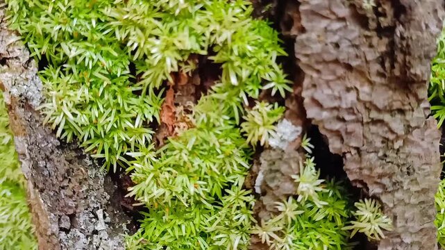 Polytrichum juniperinum moss growing on pine tree bark in natural forest 