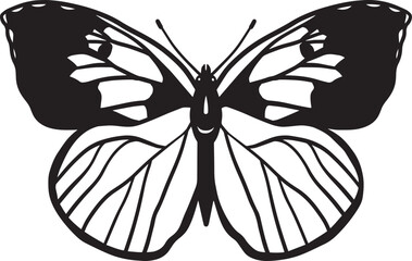 Dogface butterfly. Black and white graphics on a white background