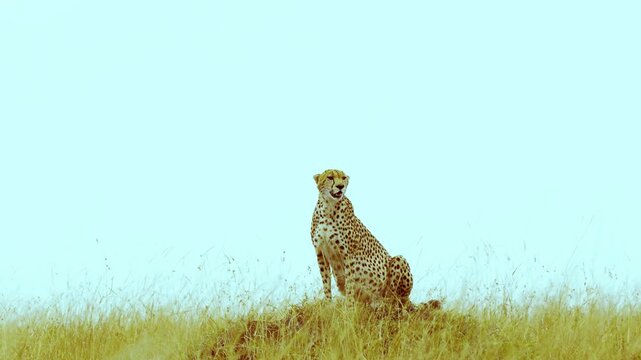A magnificent cheetah sits prominently on a mound, scanning the vast savanna against a clear, bright sky. A striking portrait of the fastest land animal