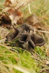 Foraged Horn of Plenty mushrooms