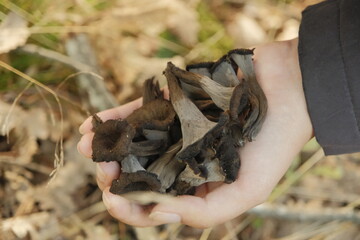 Foraged Horn of Plenty mushrooms
