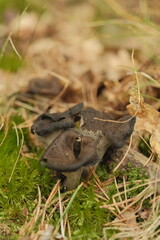 Foraged Horn of Plenty mushrooms