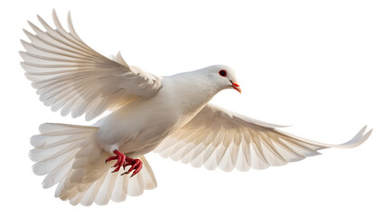 Obraz premium Isolated White Dove Flying 