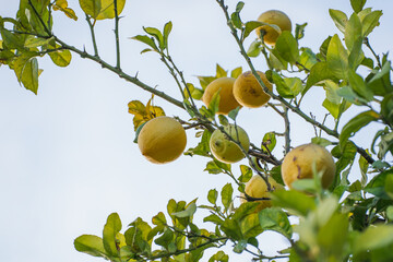 Yellow citrus fruits hang from a leafy tree branch